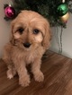 Small Photo #2 Cavalier King Charles Spaniel-Poodle (Toy) Mix Puppy For Sale in RICHMOND, IL, USA