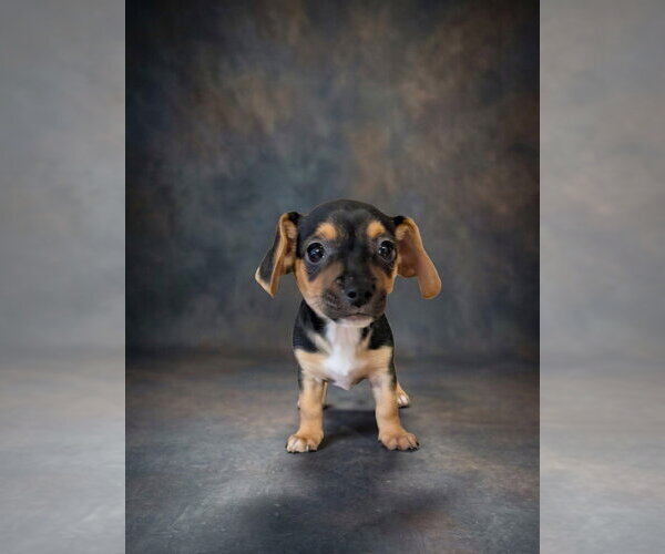 Medium Photo #1 Jack Chi Puppy For Sale in Vail, AZ, USA