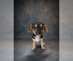 Bluebell - Female Jack Chi Dog for Adoption - Small photo