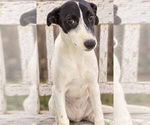 Jasper 2.0 - Male Whippet Dog for Adoption - Photo #3
