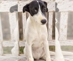 Small Photo #3 Whippet Puppy For Sale in Southbury, CT, USA