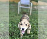 Small #1 Coonhound-Golden Retriever Mix