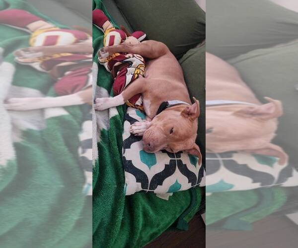 Medium Photo #5 American Pit Bull Terrier-Unknown Mix Puppy For Sale in New York, NY, USA
