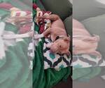 Small #4 American Pit Bull Terrier Mix