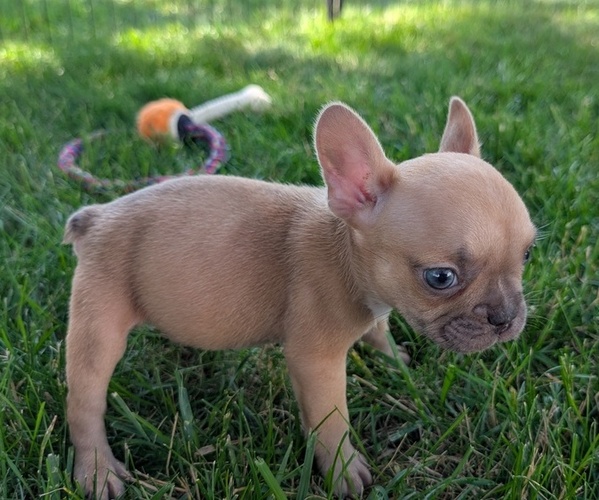 Medium Photo #46 French Bulldog Puppy For Sale in GOSHEN, IN, USA