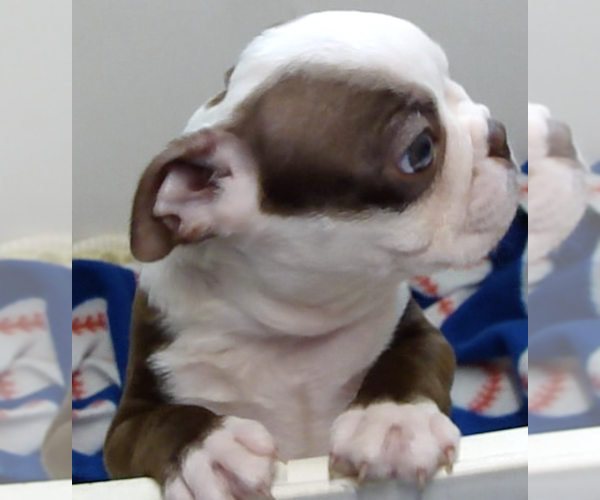 Medium Photo #5 Boston Terrier Puppy For Sale in BEND, OR, USA