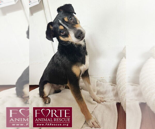 Medium Photo #3 Rat Terrier-Unknown Mix Puppy For Sale in Marina del Rey, CA, USA