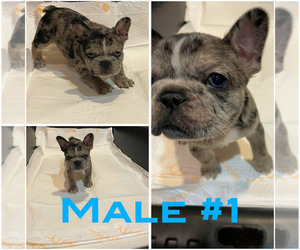 Medium French Bulldog