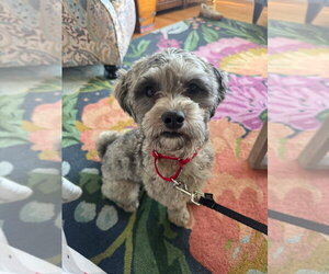 Poodle (Miniature) Dogs for adoption in Oak Bluffs, MA, USA