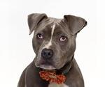 Small #1 American Pit Bull Terrier