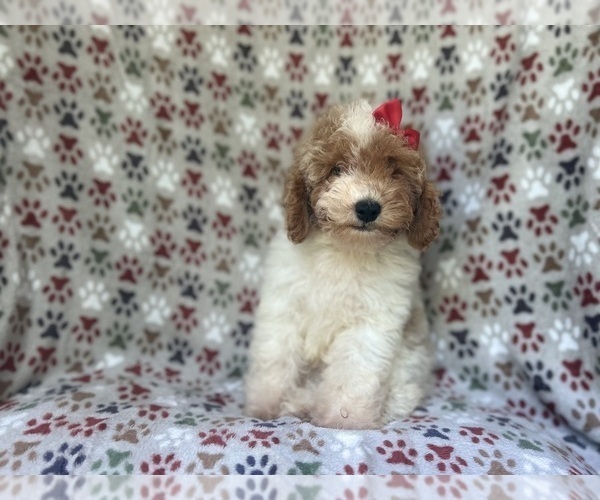 Medium Photo #4 Cock-A-Poo Puppy For Sale in LAKELAND, FL, USA