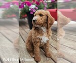 Small #11 Poodle (Standard) Mix