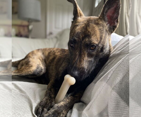 Medium Photo #7 Mutt Puppy For Sale in Canton, CT, USA