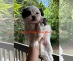 Small Photo #33 Poodle (Miniature)-Zuchon Mix Puppy For Sale in HTFD, CT, USA