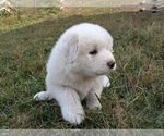 Small #7 Great Pyrenees