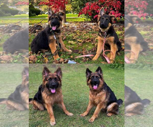 Medium Photo #50 German Shepherd Dog Puppy For Sale in LA FAYETTE, NY, USA