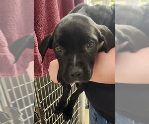 American Pit Bull Terrier Dogs for adoption in Decatur, IL, USA