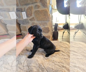 Labrador Retriever Puppy for sale in APPOMATTOX, VA, USA