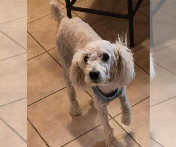 Medium Photo #3 Poodle (Miniature) Puppy For Sale in San Antonio, TX, USA