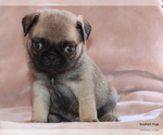 Small #4 Pug