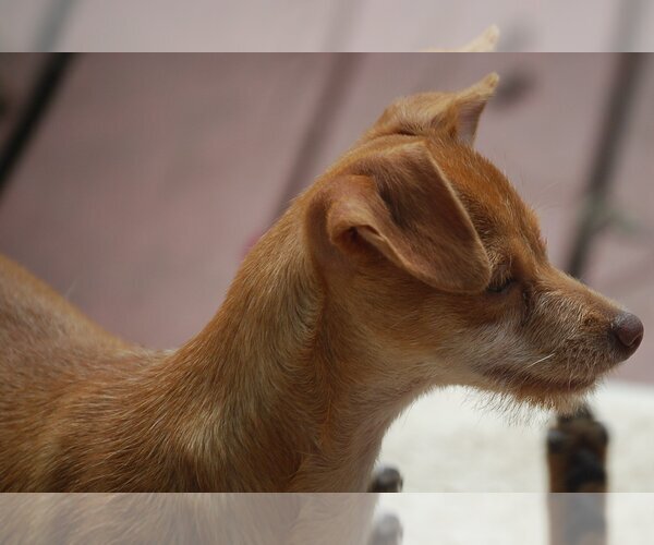 Medium Photo #13 Chihuahua-Unknown Mix Puppy For Sale in Spring, TX, USA