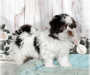 Havanese Puppy for sale in PENNS CREEK, PA, USA