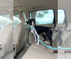 PAULA - Female Labrador Retriever-Staffordshire Bull Terrier Mix Dog for Adoption - Photo #2
