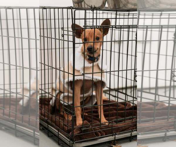 Medium Photo #1 Chihuahua-Unknown Mix Puppy For Sale in Visalia, CA, USA