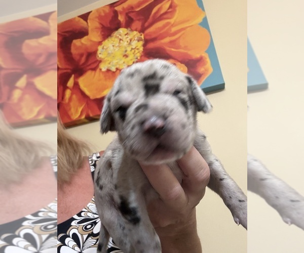 Medium Photo #13 Great Dane Puppy For Sale in CLANTON, AL, USA
