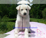 Small #1 German Shepherd Dog