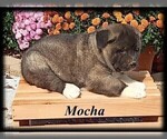Small Photo #5 Akita Puppy For Sale in MOUNT SIDNEY, VA, USA