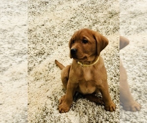 Labrador Retriever Puppy for sale in STEVENS, PA, USA