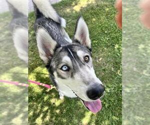 Siberian Husky Dogs for adoption in Denver, CO, USA