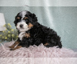 Small #2 Bernedoodle (Miniature)