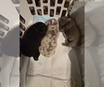 Frenchie - Male French Bulldog Puppy for Sale - Photo #7