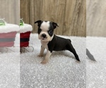 Small Photo #1 Boston Terrier Puppy For Sale in MYRTLE, MO, USA