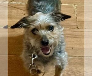 Mutt Dogs for adoption in Spring Lake, NC, USA