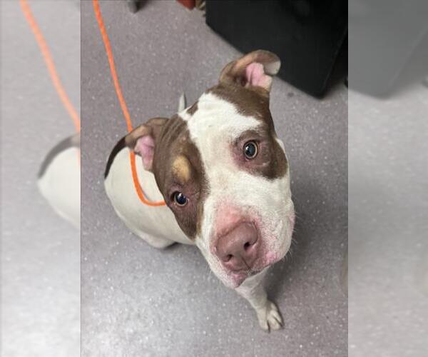 Medium Photo #1 Mutt Puppy For Sale in Tracy, CA, USA