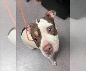 Mutt Dogs for adoption in Tracy, CA, USA