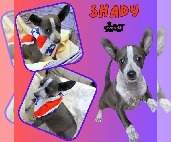 Medium Photo #1 Chihuahua-Unknown Mix Puppy For Sale in Lindsay, CA, USA