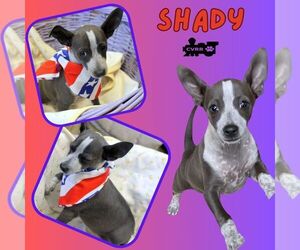 Chihuahua-Unknown Mix Dogs for adoption in Lindsay, CA, USA