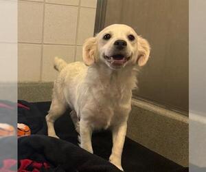 Chihuahua-Unknown Mix Dogs for adoption in San Martin, CA, USA