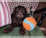 Small Photo #17 Australian Labradoodle Puppy For Sale in W FIELD, NC, USA