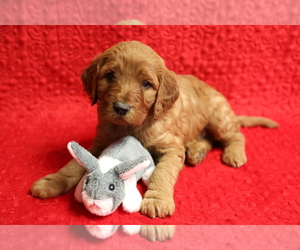 Irish Doodle Puppy for sale in PRINCEVILLE, IL, USA