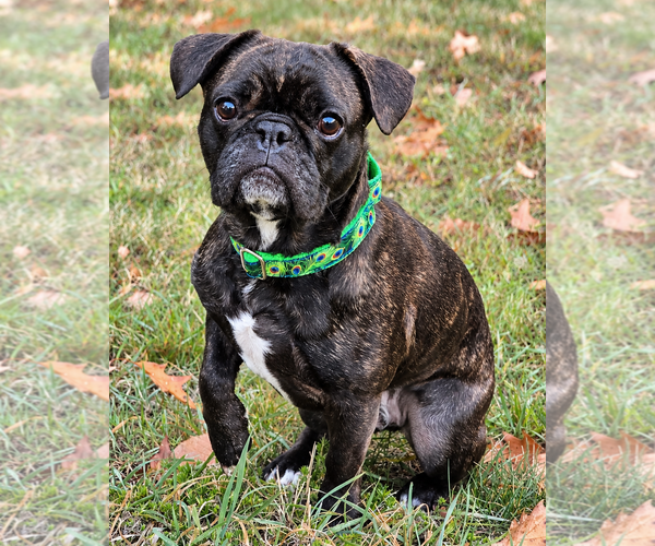Medium Photo #1 Frenchie Pug Puppy For Sale in Westminster, MA, USA