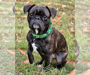 Frenchie Pug Dogs for adoption in Westminster, MA, USA