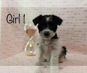 Schnauzer (Miniature) Puppy for sale in ACADEMY, TX, USA