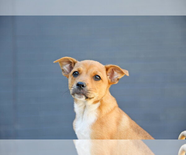 Medium Photo #2 Cairn Terrier-Unknown Mix Puppy For Sale in Sandy, UT, USA