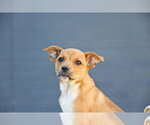 Small #1 Cairn Terrier Mix