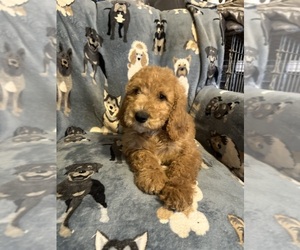 Goldendoodle Puppy for sale in LELAND, NC, USA